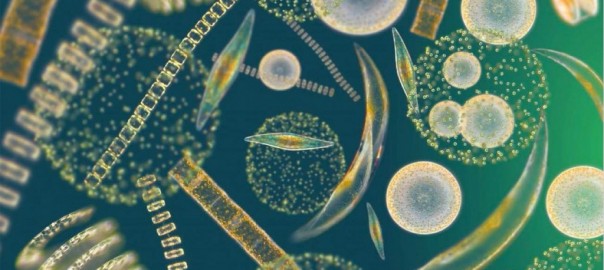 Using MITgcm to understand phytoplankton diversity and biogeography in the global ocean.
