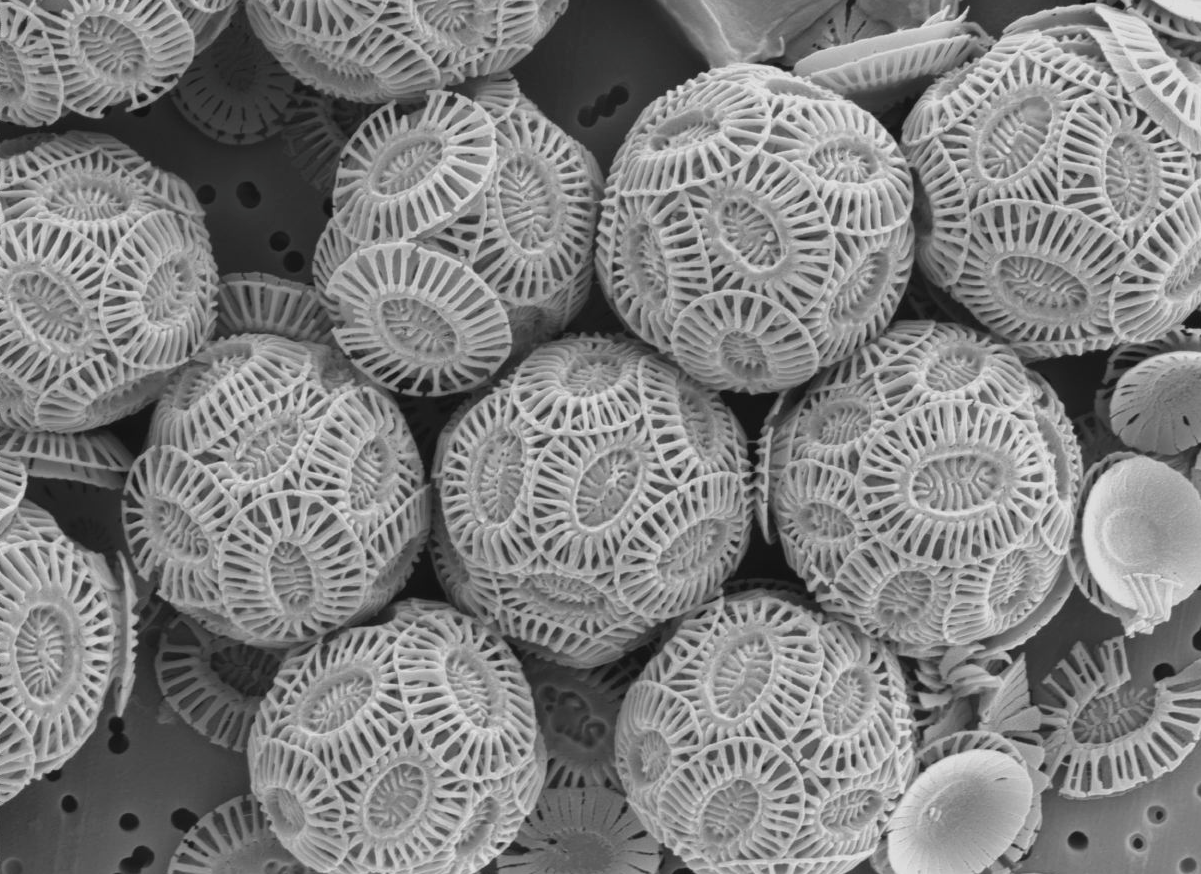 Coccolithophores, among which Emiliania huxleyi (E. huxleyi) is the most abundant and widespread species, are considered to be the most productive calcifying organism on earth. E. huxleyi often forms massive blooms in temperate and sub-polar oceans, and in particular at continental margins and shelf seas - more at 