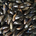 mussels-1665863_1920