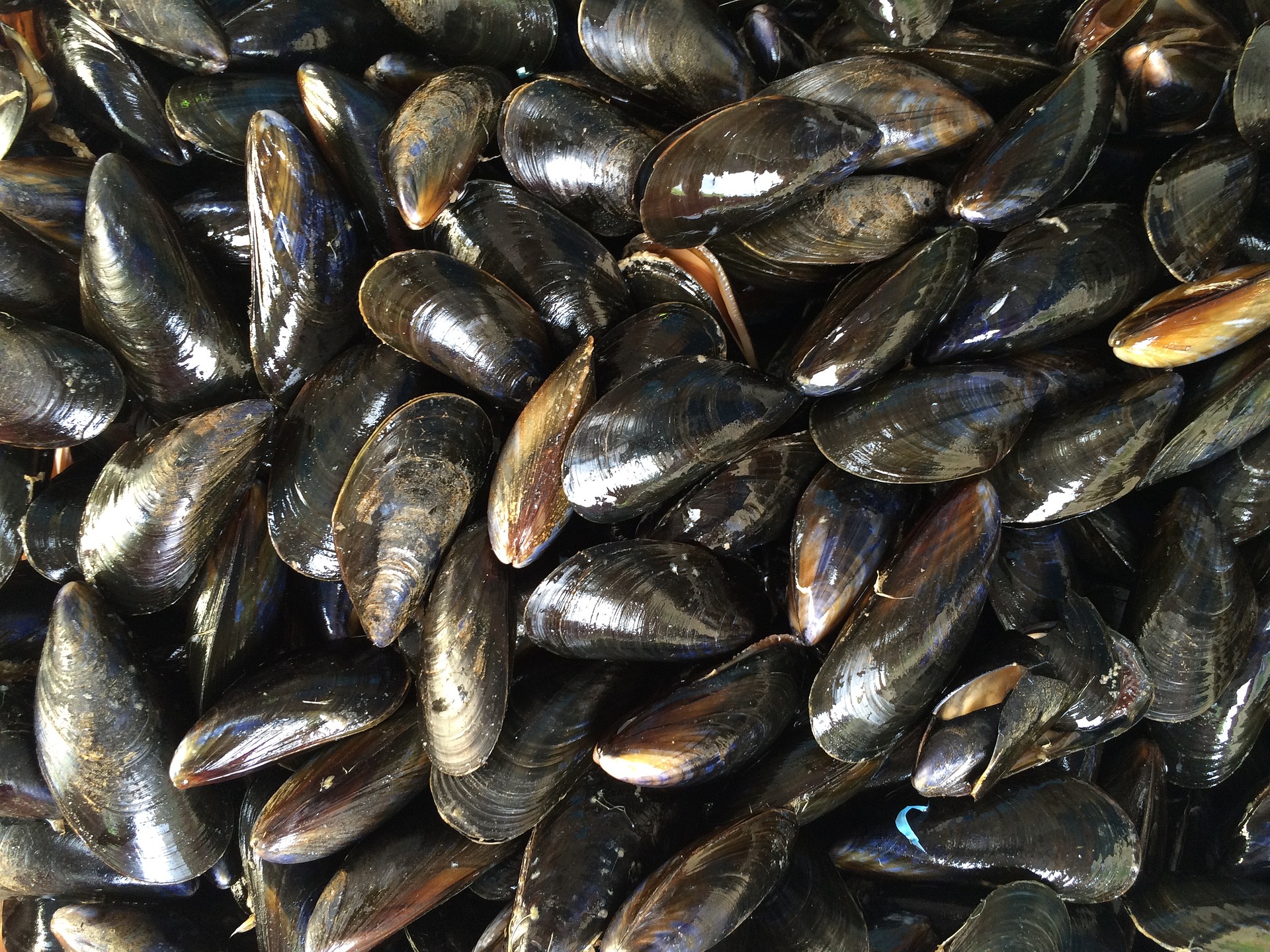 Any of various marine bivalve mollusks that attach to hard surfaces in intertidal areas with byssal threads, especially the edible members of the family Mytilidae and in particular Mytilus edulis, a blue-black species of the North Atlantic Ocean, raised commercially for food - image via pixabay.
